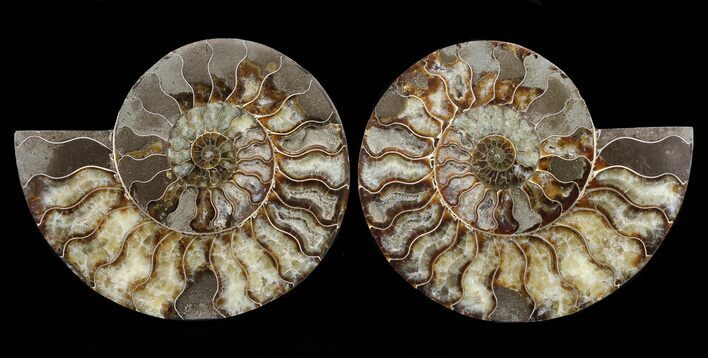 Cut & Polished Ammonite Fossil - Agatized #60287